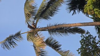 Disease and monkey menace threaten production of coconuts in Sattari