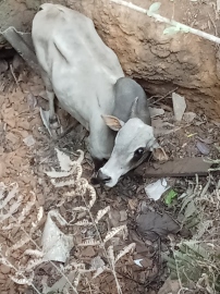 Buffalo rescued after falling into well in Honda-Sattari