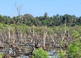 Goa to restore 570 ha of degraded mangroves under MISHTI scheme