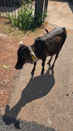 Rising stray cattle menace in Sattari increases mishap risks