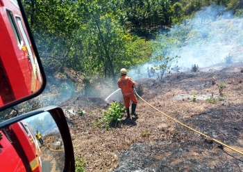 Blaze damages cashew grafts at Dhave-Sattari plantation