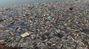 Mass fish deaths reported in Panaji’s Mala Creek; Locals demand urgent action