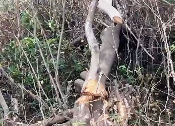 Hundreds of mangroves found felled, destroyed in Curtorim