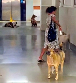 Canine invasion: Has GMC gone to the dogs?