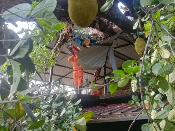Worsening winds cause tree falls across Sattari