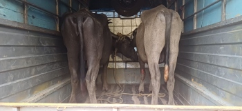 Pickup transporting cattle intercepted at Rawanfond