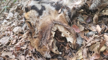 Carcass of tiger found in forest at Dharbandora