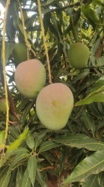 Mango prices crash in Sattari amid bumper harvest, favourable weather this season