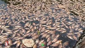 31 houses found dumping sewage in Mala Lake; CCP issues notices