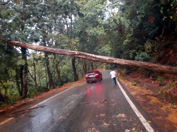 Heavy rainfall in Sattari, tree falls in Chorla Ghat