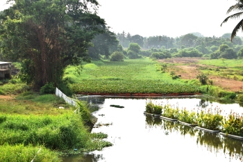 Hyacinth threat resurfaces in River Sal ahead of monsoon
