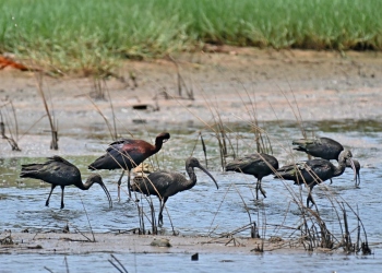 Every winter, fewer birds return to Goa