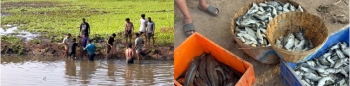 Bumper fish catch from Velsao lake distributed free to locals