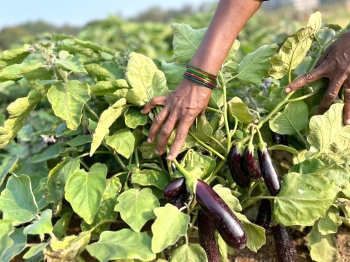 SPOTLIGHT | Go local, eat safe: Demand for Goan produce surges