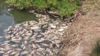 Mala fish deaths: Illegal sewage outlets of seven houses sealed