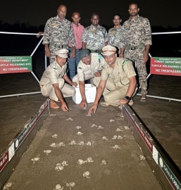 When turtle season meets tourist season in Goa