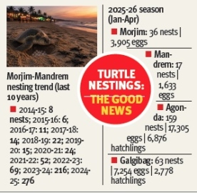 Turtle nesting boom on Goa beaches despite tourism rush