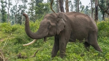 Valley forests: Goa’s wildlife bottlenecks