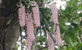 Rare ‘Sita’s Braid’ orchid blooms in Goa’s forests