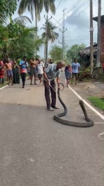 16-foot king cobra rescued near Assoda residential area