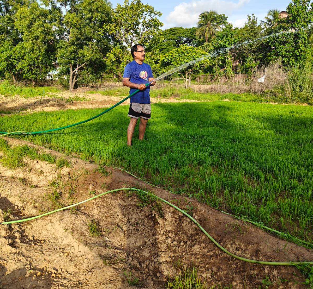 Farmers irrigating paddy nurseries with water from wells, ponds to prevent loss of seedlings