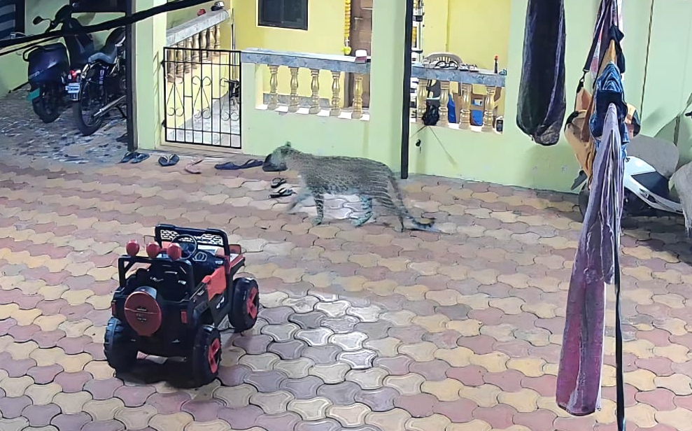 Leopard seen prowling around Agonda house