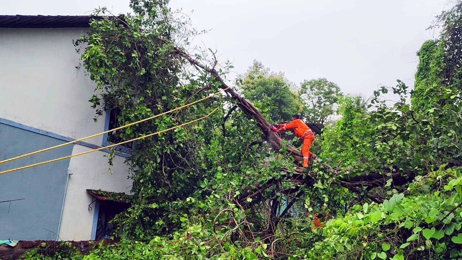 Monsoon rains, wind bring down trees across Bardez
