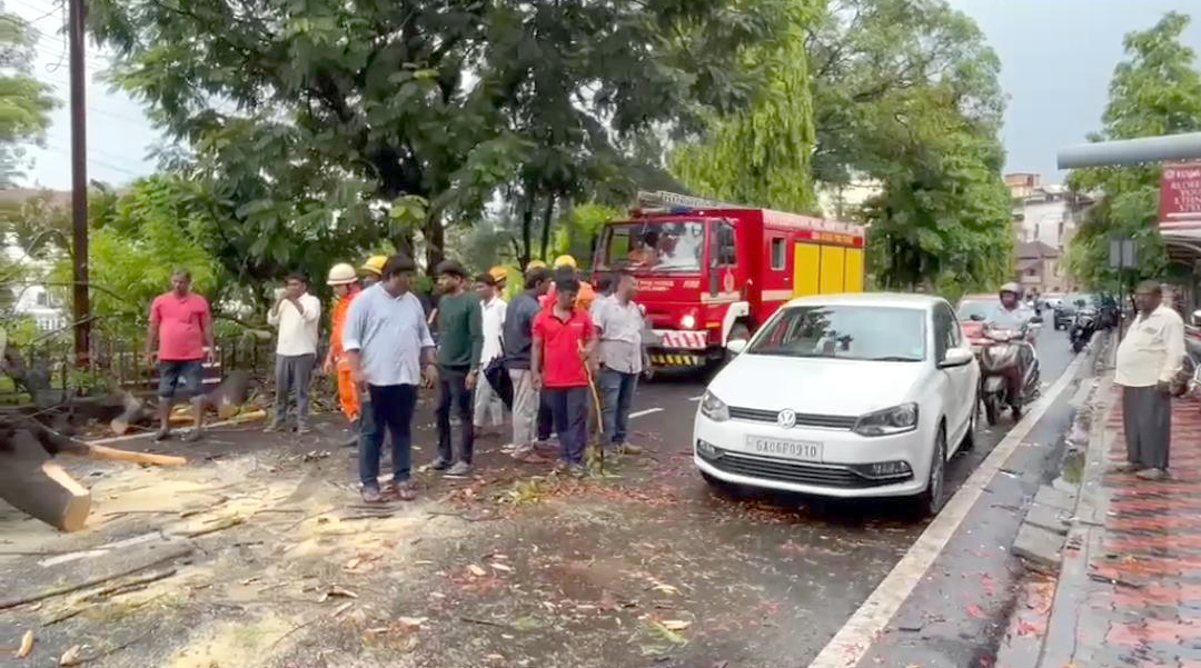 Strong winds uproot trees in Vasco, traffic disrupted