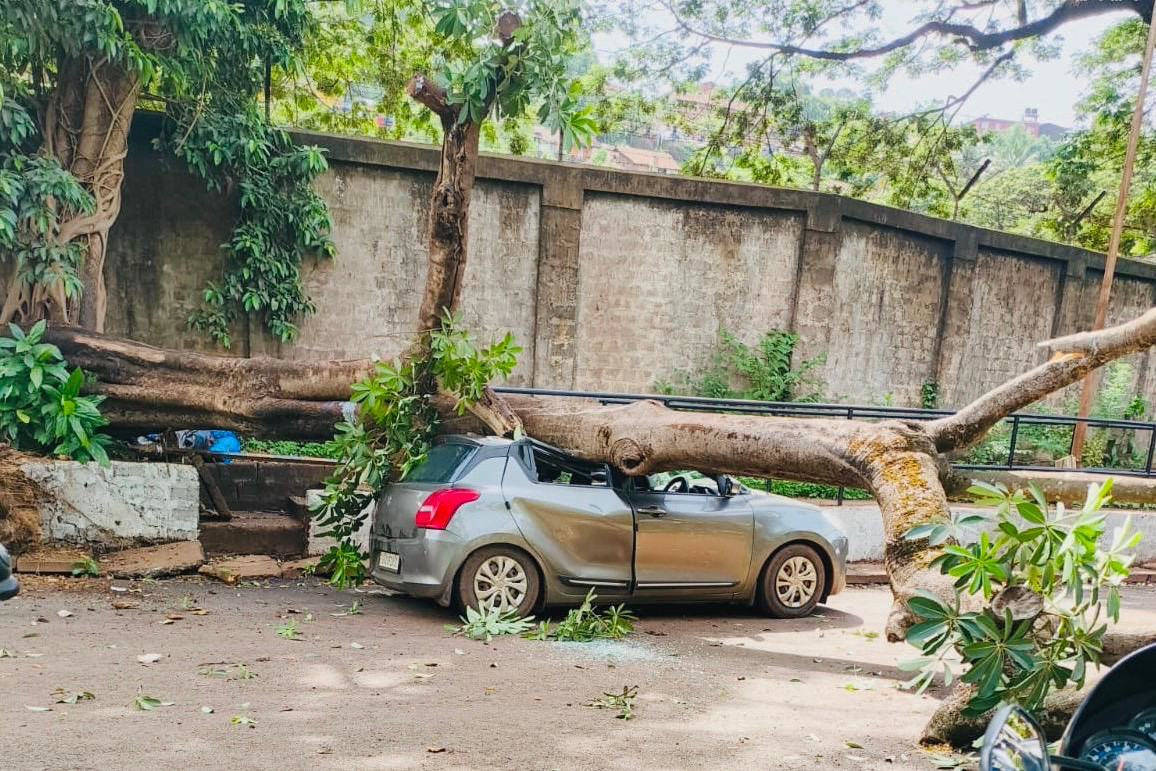 Tree falls on parked car near MPA Gate 9