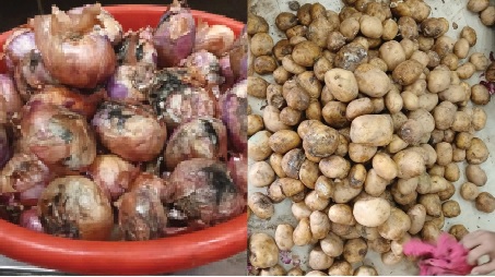 Pernem vendors complain veggies supplied by GSHC substandard