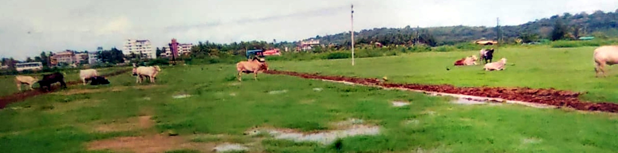 Stray cattle ravage crops in Mapusa, farmers seek civic body’s intervention