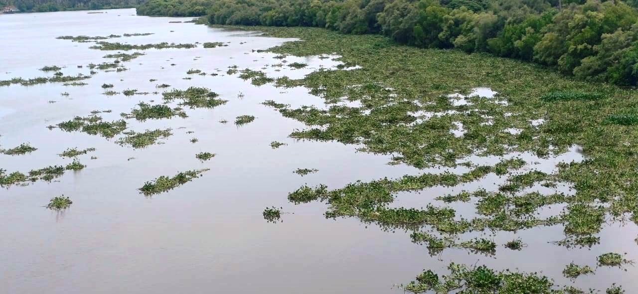 River Sal's annual weed nightmare returns