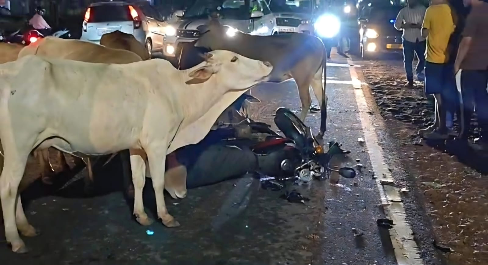 Rider critical as motorcycle rams into stray cattle at Canacona