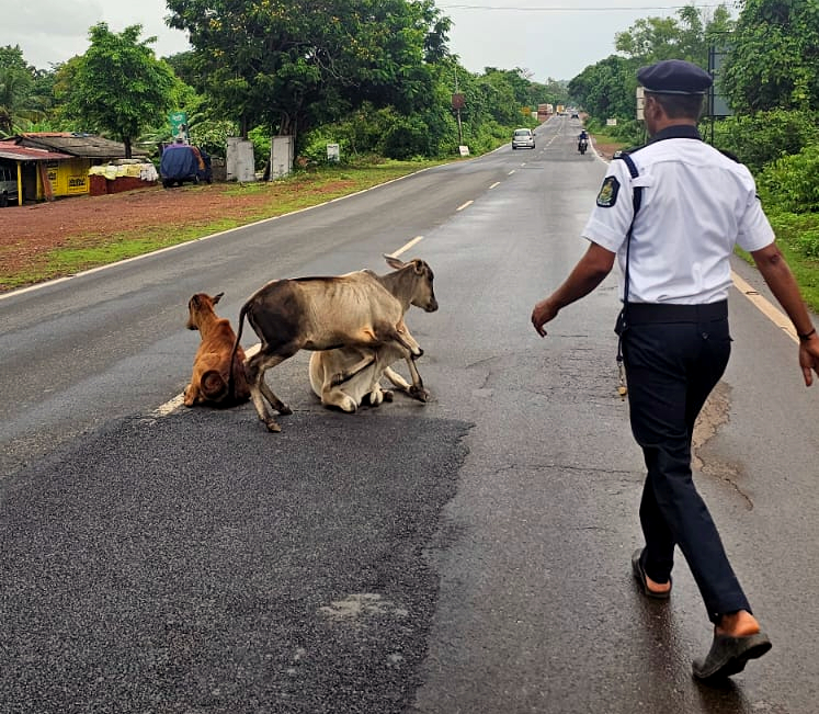 Canacona traffic police act against stray cattle on roads