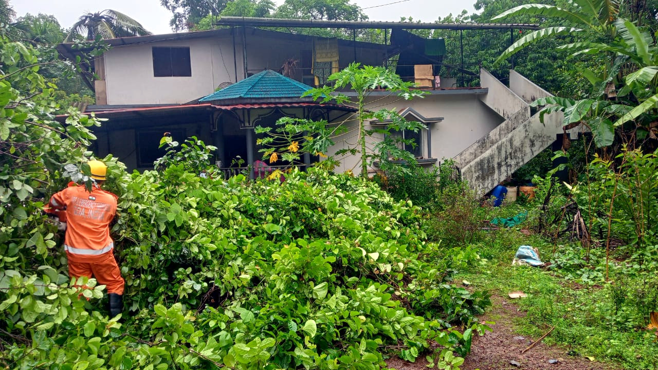 Heavy rain disrupts life across Sattari, uproots trees and hits power supply