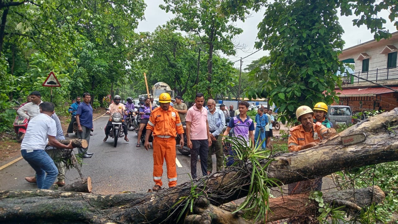 Hazardous trees continue to threaten Sattari taluka