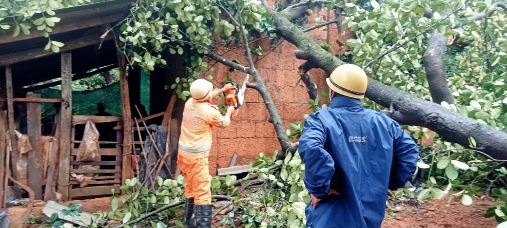 Tree-fall incidents damage two homes across Sattari