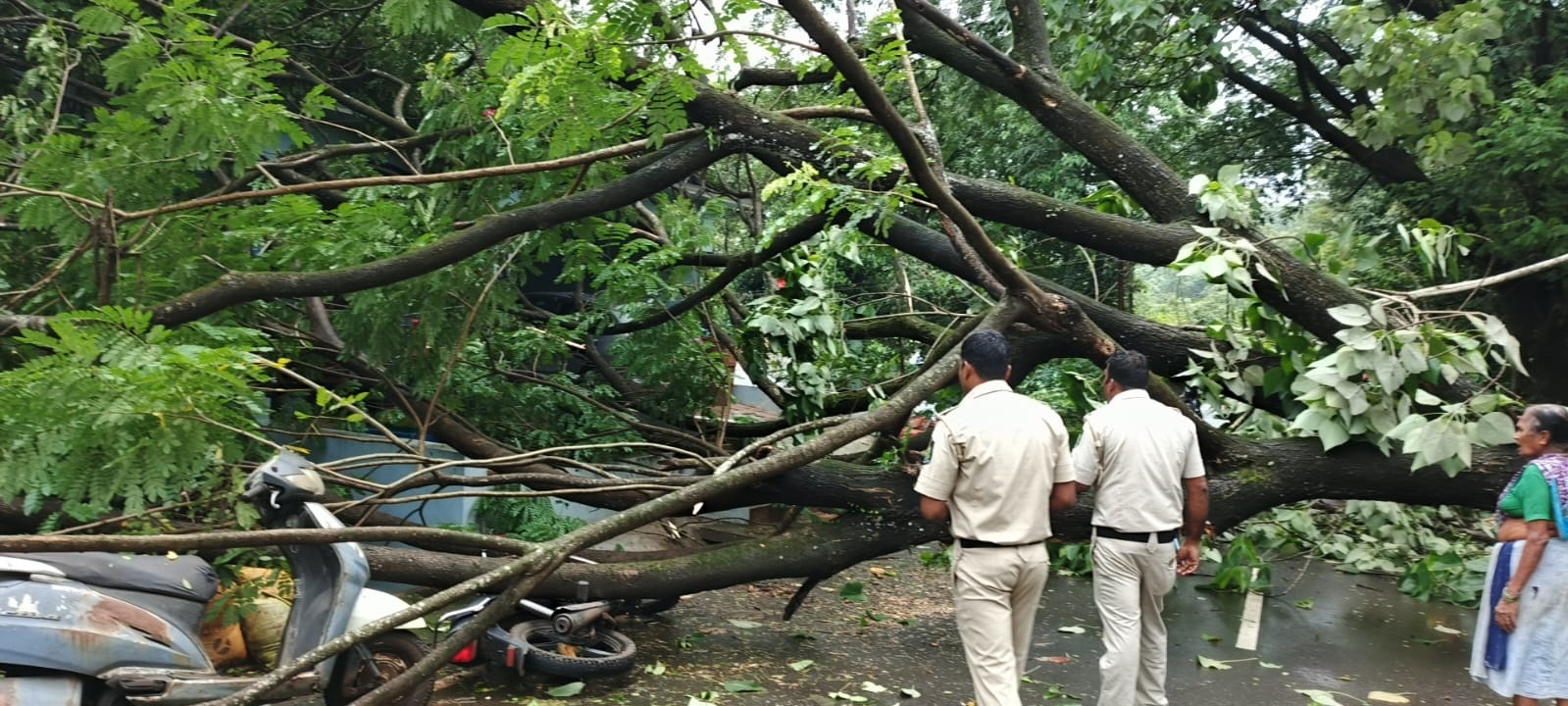 Over 16 trees fall in Bicholim