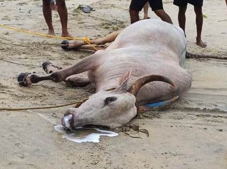 Bull runs into sea after alleged fight, dies