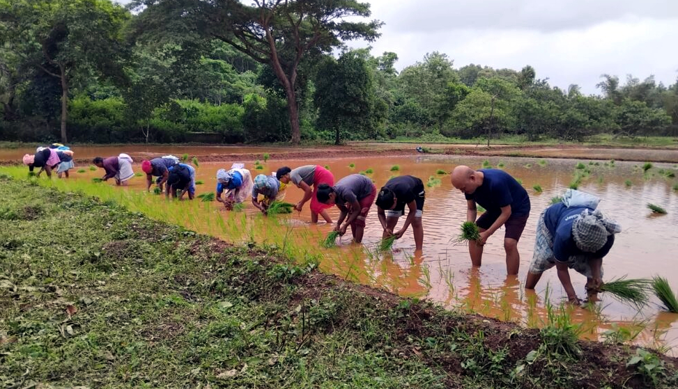 Auxiliary Bishop joins paddy cultivation at Reis Magos