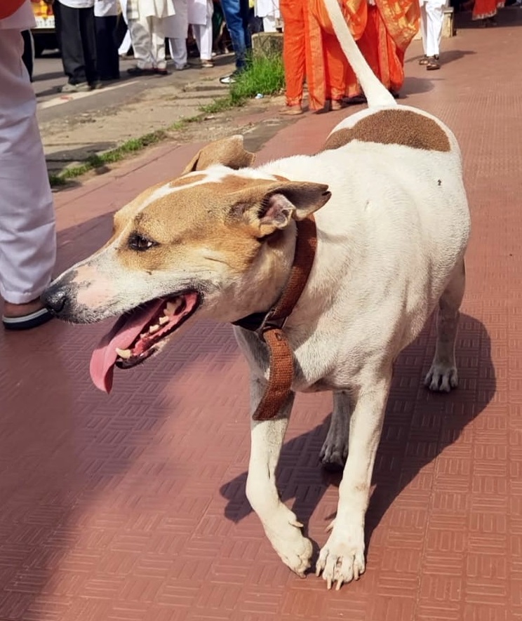Pet dog accompanies Vari for third year