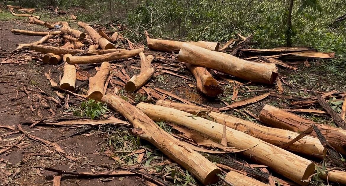 Illegal tree felling uncovers suspected timber racket operating in Sattari