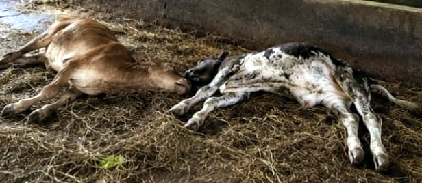 Leopard kills two calves, sparks fear in Cottombi-Avedem