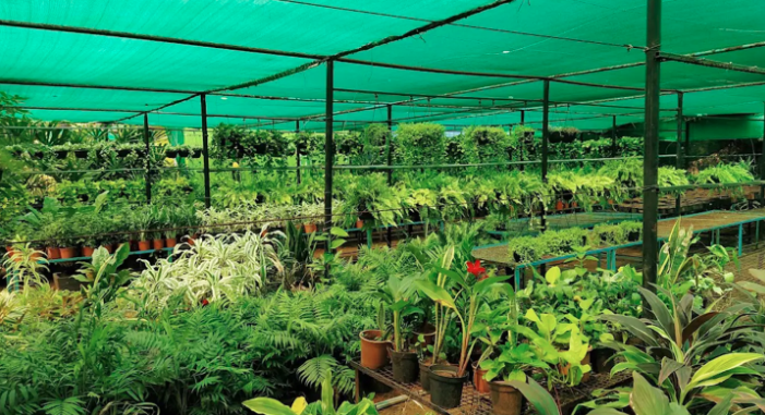 Govt orders statewide crackdown on unauthorised plant nurseries