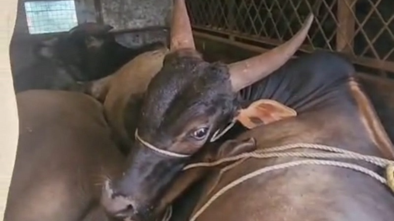 Police crackdown on illegal bull transport, five animals rescued