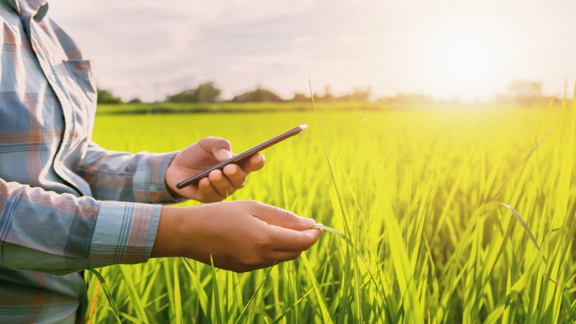 Fertiliser app mandate draws farmer concerns, calls for offline options