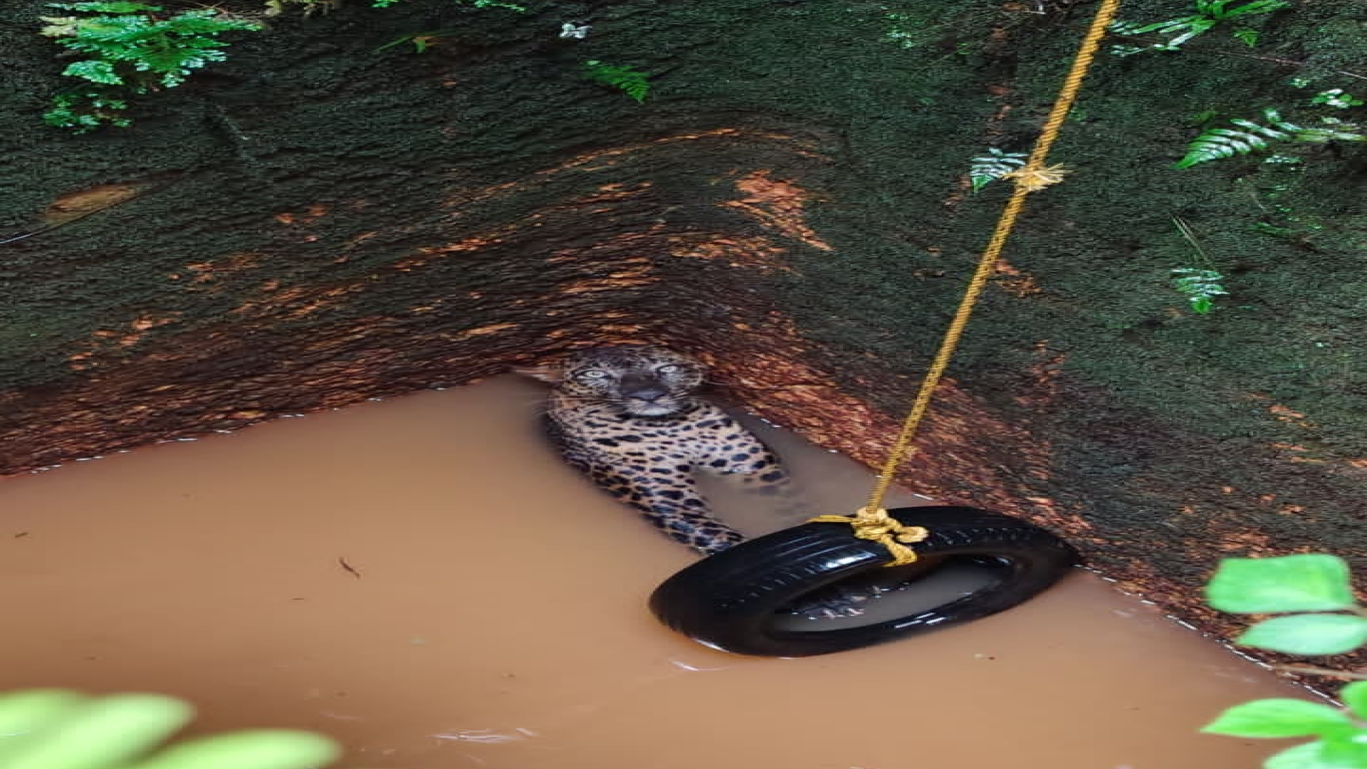 Female leopard rescued after falling into well...