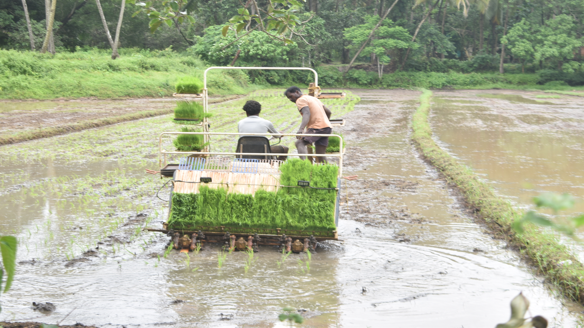 Nuvem farmers to bring 45, 000 sqm of fallow land under cultivation