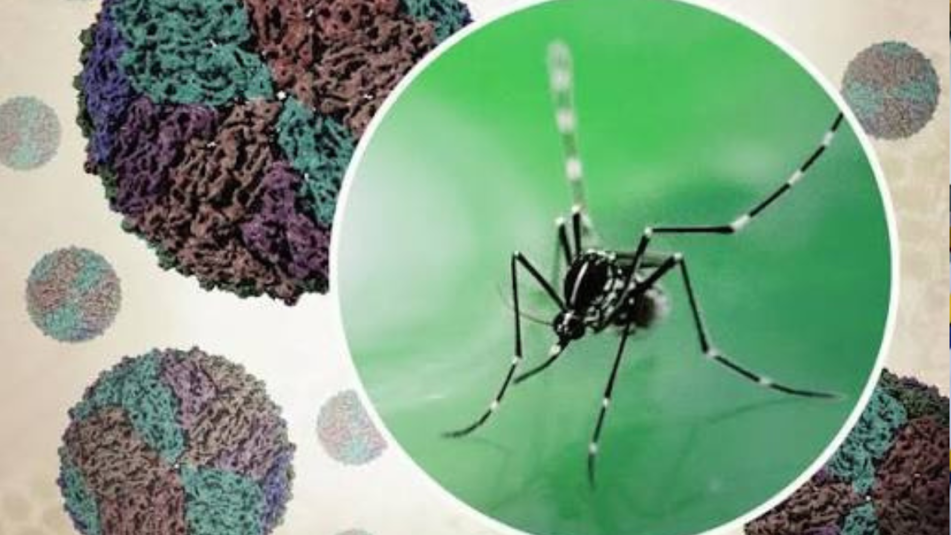 Dengue outbreak jolts Porvorim, eight test posi...