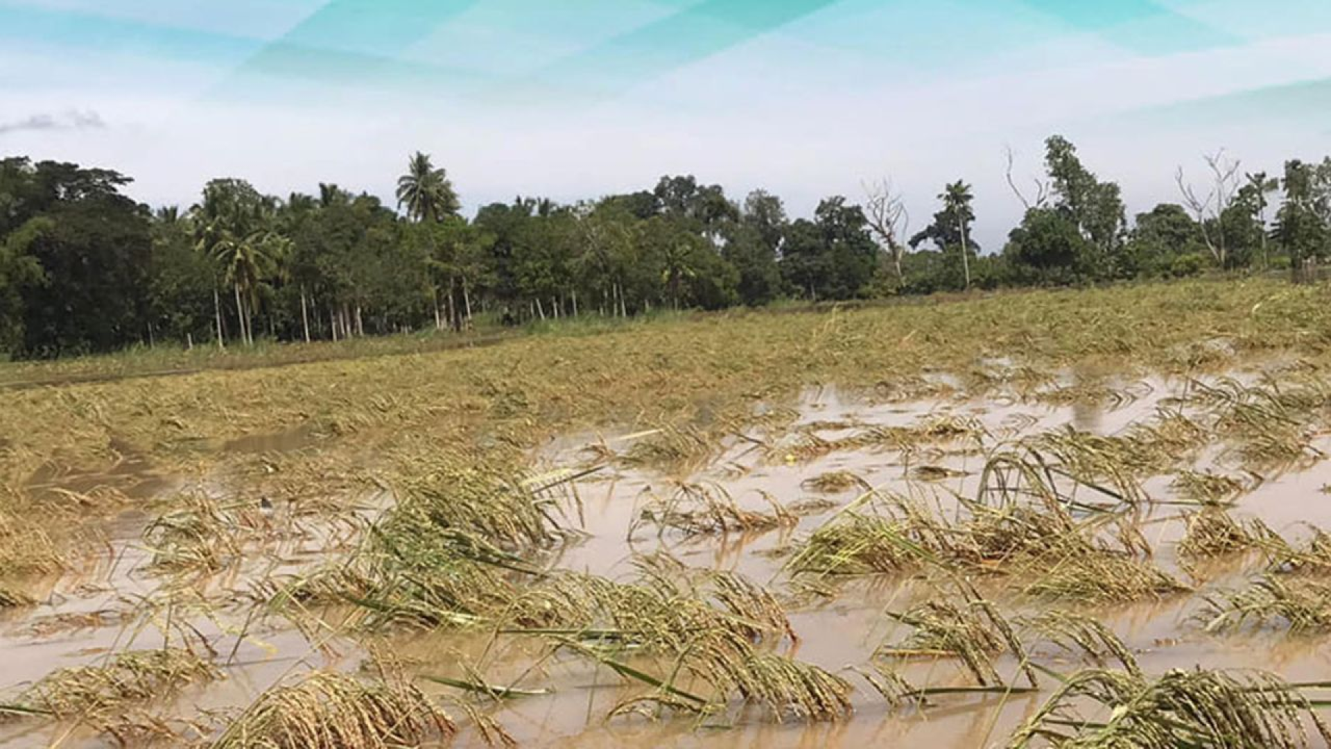 Agri sector suffers significant losses